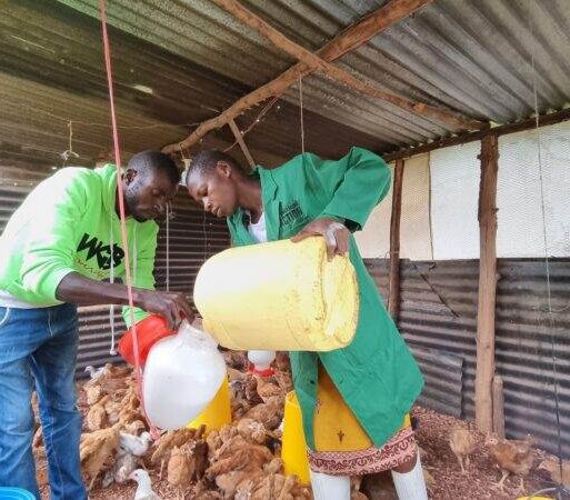 Youth engaged in poultry farming for income and food production. Photo courtesy of Pratical Action_ (002)