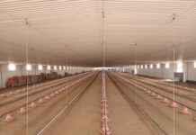 Energy-saving product assists poultry farmers with impact of loadshedding
