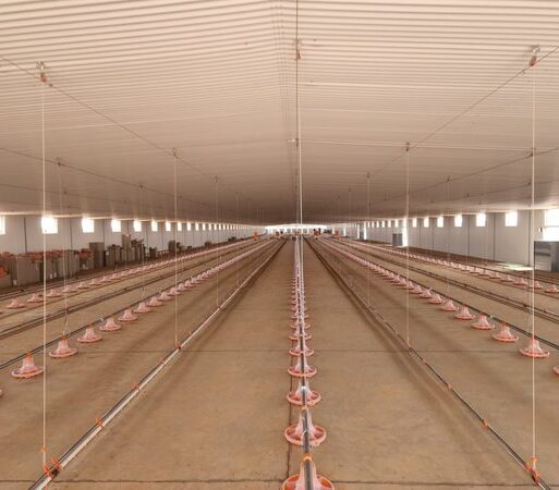 a-poultry-house-insulated-with-pratliperlr-can-self-regulate-its-temperature-during-loadshedding