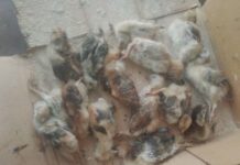 Bird flu ‘ticking time bomb’ cannot be stopped without major farming reforms, warns new report