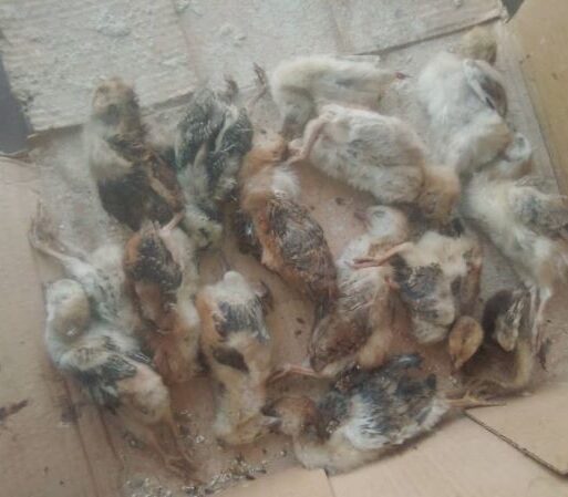 bird flu