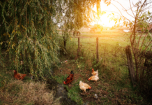 Pros and Cons of Having Chickens in Your Garden