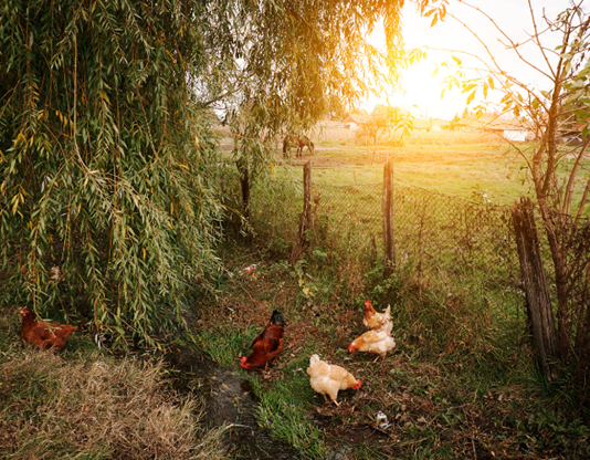 Pros and Cons of Having Chickens in Your Garden