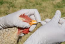 Early warning systems critical to preventing cross-border high-impact animal diseases