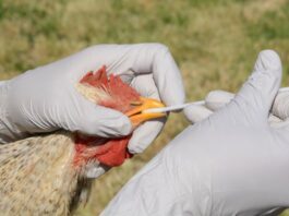 Early warning systems critical to preventing cross-border high-impact animal diseases