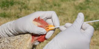 Early warning systems critical to preventing cross-border high-impact animal diseases