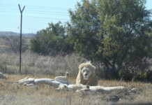 South Africa’s cruel lion farming industry is fuelling the illegal international trade in big cat bones