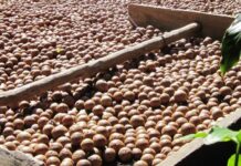 Kenya Imposes Seasonal Ban on Macadamia Harvesting and Trade to Protect Crop Quality