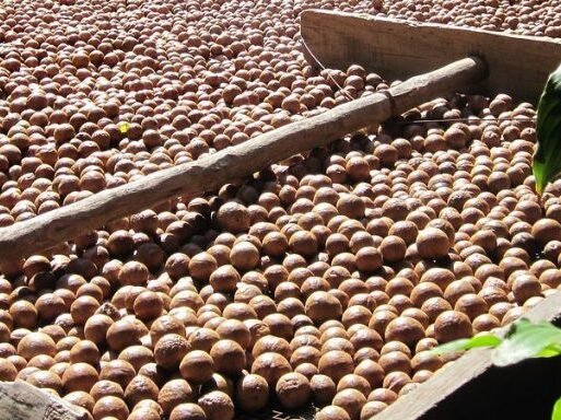 macadamia (002)