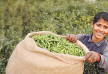 More than 70% of farmers have already seen large impacts of climate change on their farm, new global research across 8 countries reveals