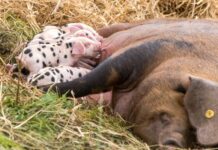 EU shelves promised ban on caged farming