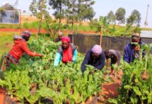 US announces $15 million investment to support resilient food systems in Africa