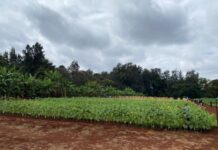 Israeli opens agricultural centre in Kenya to provide practical and innovative training for young farmers