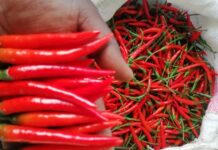 Kenya resumes chili export to European Union after two months ban