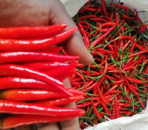 Chili harvest