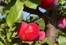 Culdevco’s licenced ARC-bred plum cultivars grow to 50% of exported carton figures as 2022/2023 season exceeds expectations