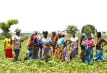 Regenerative Agriculture: Africa’s Sustainable Solution to Boosting Productivity Amidst Global Challenges