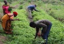 World Vegetable Centre and International Fertiliser Development Centre signs MoU to promote crop research and nutrition in Tanzania