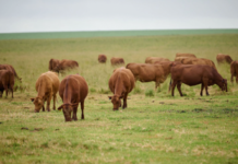 KARAN BEEF ACADEMY Launches Video Series to Empower Cattle Farmers and Foster Growth