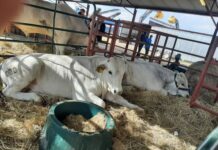 Nampo ALFA 2023 promises unprecedented confluence of livestock ,hunting & Outdoor excellence