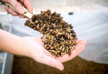Nutrition Technologies Launches Vitalis™ A Liquid Bio-fertilizer from Insect Frass