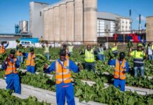 SAB and Food for Mzanzi empower women and youth in the digital agriculture era