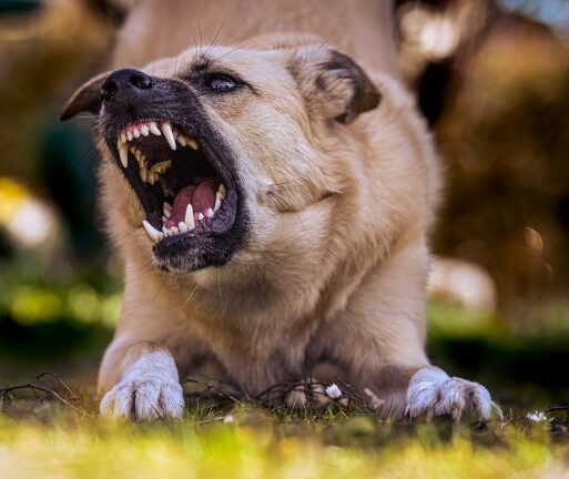 Rabies