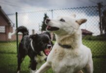 WSAVA responds to the decision to ban the dog meat industry in South Korea