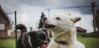 South Africa adopts one health surveillance to tackle rising urban rabies cases, new report