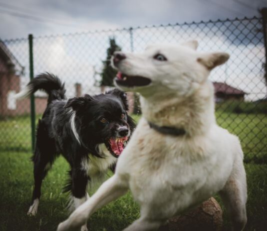 South Africa adopts one health surveillance to tackle rising urban rabies cases, new report