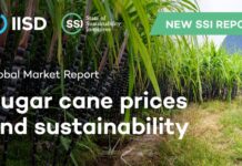 Sustainability Initiatives Falling Short for Sugar Cane Farmers in Developing Countries