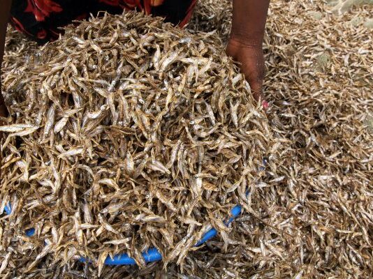 Kenya exports 52-tonnes of Silver Cyprinid fish to China
