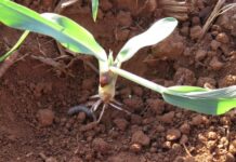 Now is the time to start cutworm control