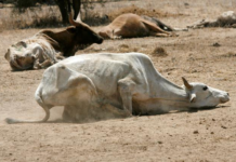 UK announces £49 million projects to fight climate change in Africa