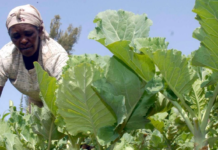 Stop imposing environmentally harmful and and expensive seed systems on African farmers