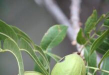 Zinc is an essential micronutrient in pecan nut tree farming