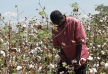 Afreximbank sees opportunities in the cotton sector as it hosts partnership’s steering committee