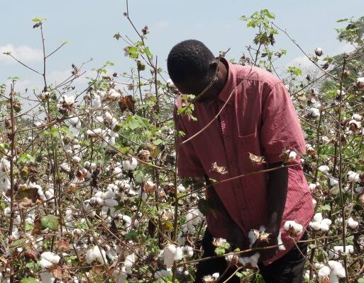 A farmer in his cotton farm in Mwanza Tanzania. Photo by Tanzania Cotton Board