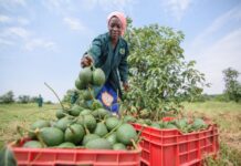 AfDB’s $2.5 million grant to support 10,000 small horticultural businesses in Tanzania