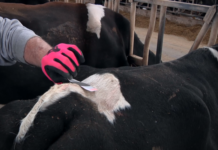 3 reasons you shouldn’t settle for tail paint or chalk with cattle