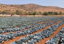 Joint vegetable project produces first crop