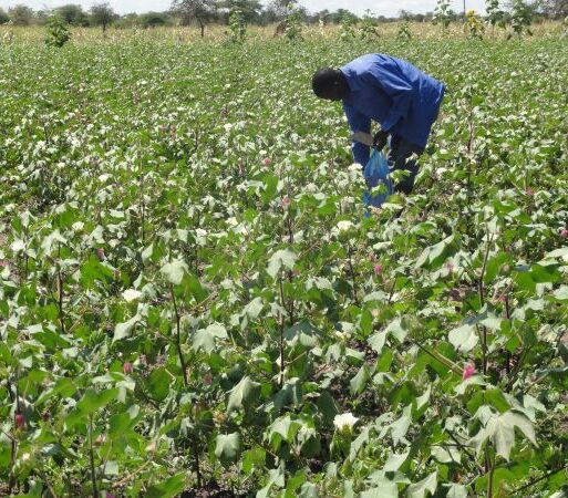 Cotton farmer checking on his crops at his farm in Tanzania_ (002)