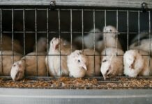 The Yolk’s On Us: What We’re Missing about the South African Egg Shortage