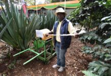 Sisal farming, a profitable venture for farmers amidst climate change challenges