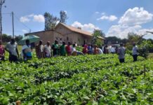 AGRA in a project to train over 100,000 Kenyan farmers in Regenerative Agriculture