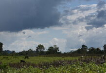 Humic and fulvic acids for soil fertility and plant growth