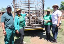Goat production to boost household food security and reduce poverty