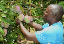 CABI aims to equip Kenyan smallholder mango farmers with production training for profitable export markets