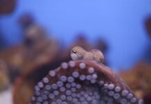 Global NGOs unite to urge Canary Islands to reject first octopus farm ahead of World Octopus Day