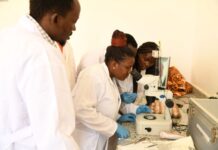 ILRI training on Africa indigenous chicken biobanking to help conserve the native breed